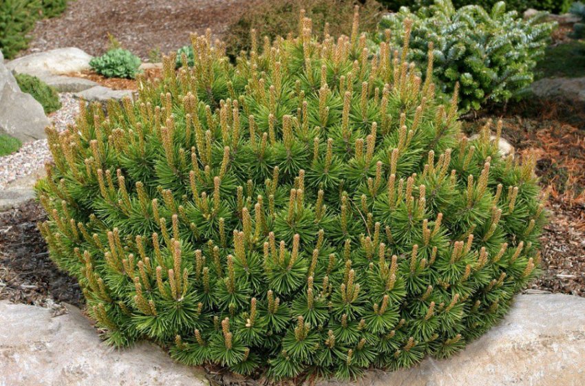 Сосна Пуміліо