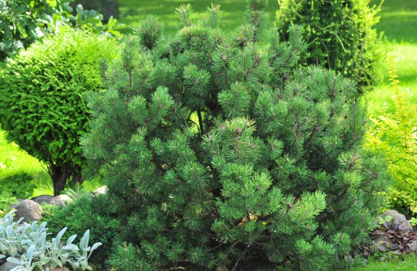 Сосна Мугус