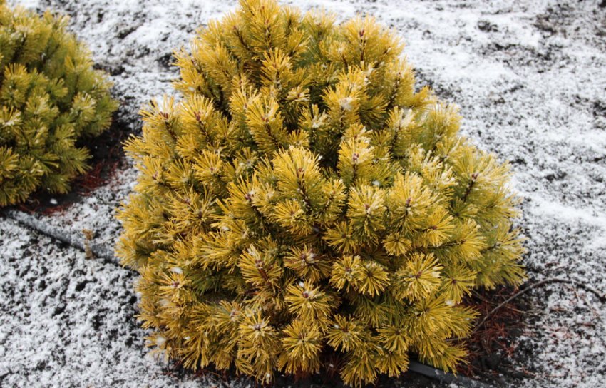 Сосна Вінтер Голд