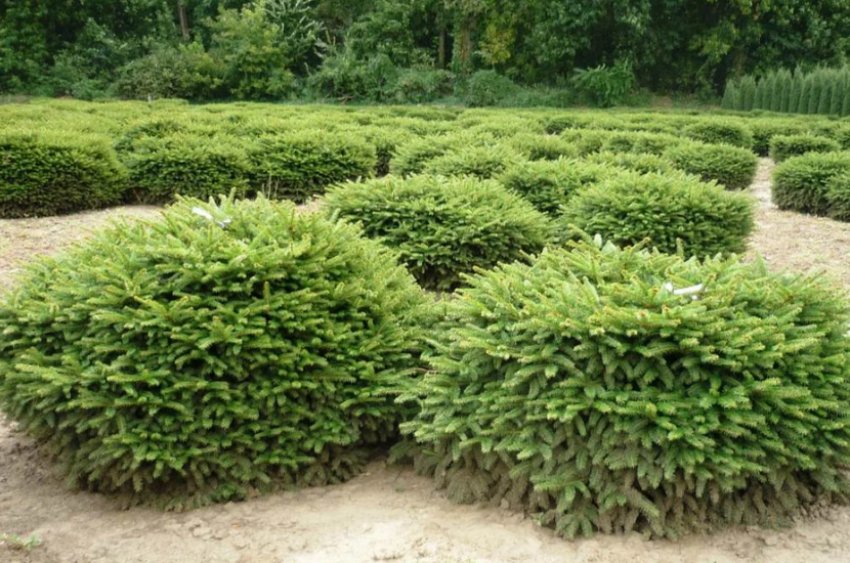 Ялина Гніздоподібна