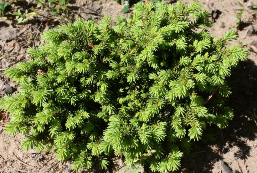 Ялина Літл Гем