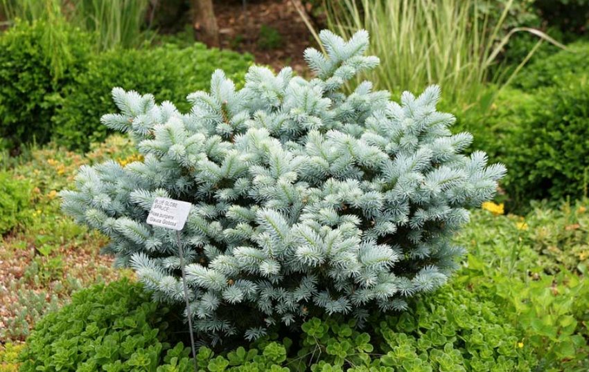 Ялина Глаука Глобоза