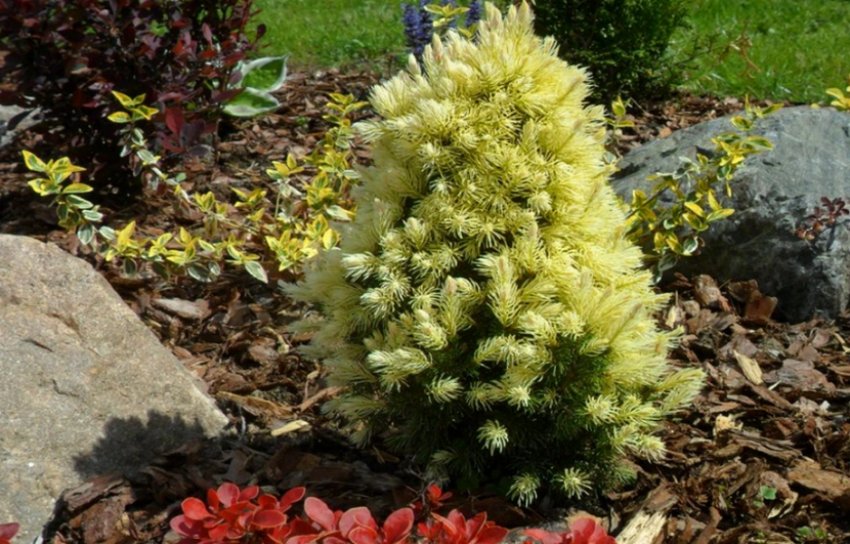 Ялина Дейзі Вайт