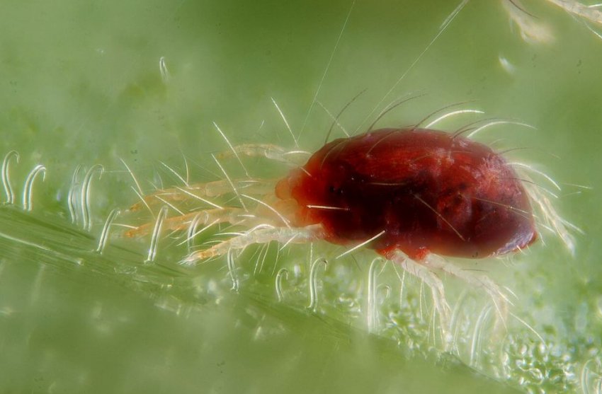 Павутинний кліщ Павутинний кліщ