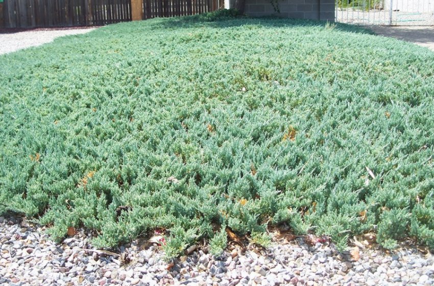 Можжевельник Вилтоні