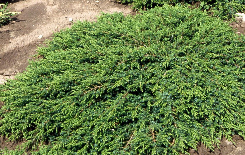 Можжевельник Грін Карпет