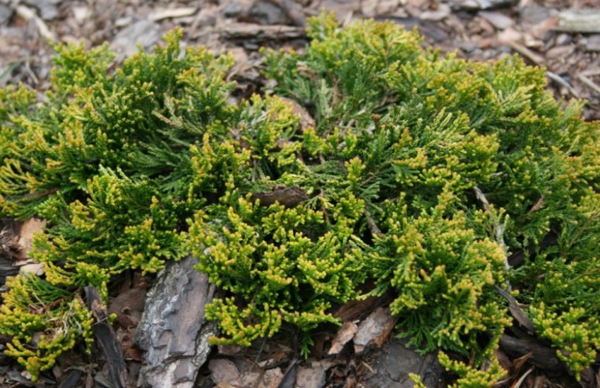 Можжевельник Голден Карпет