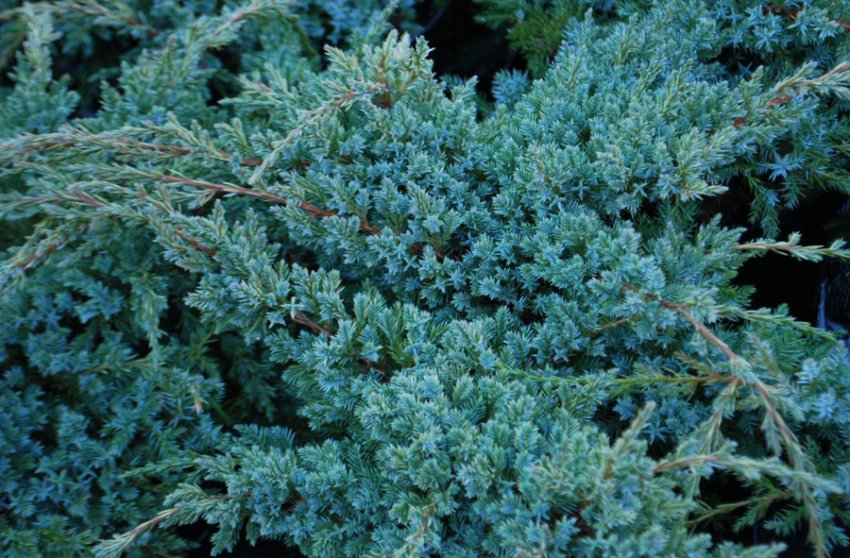 Можжевельник Блу Карпет