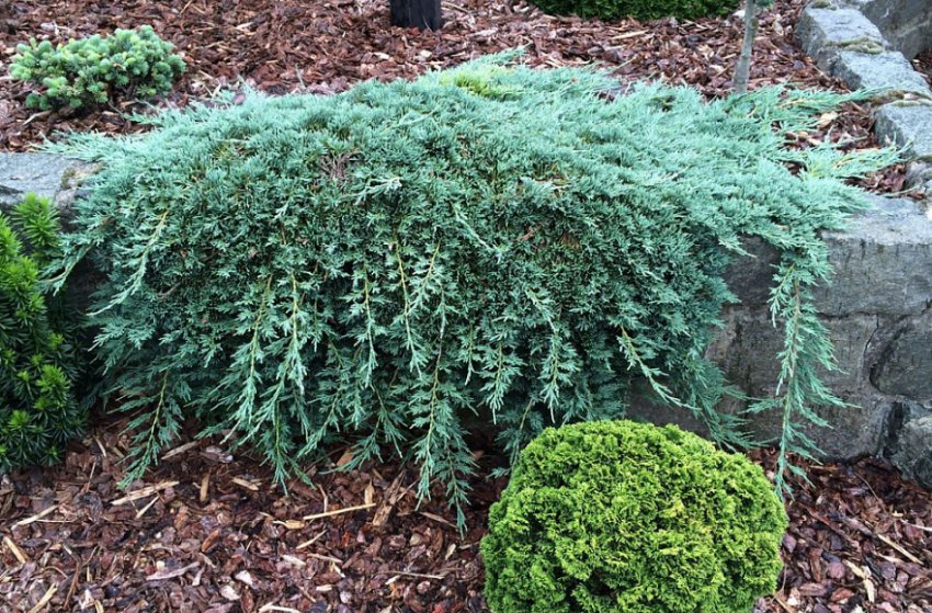 Можжевельник Айс Блу