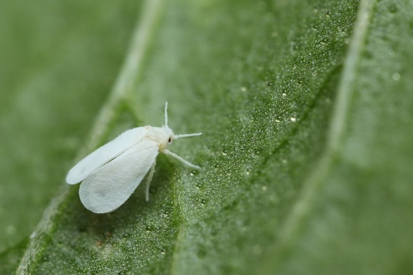 Білокрилка Білокрилка