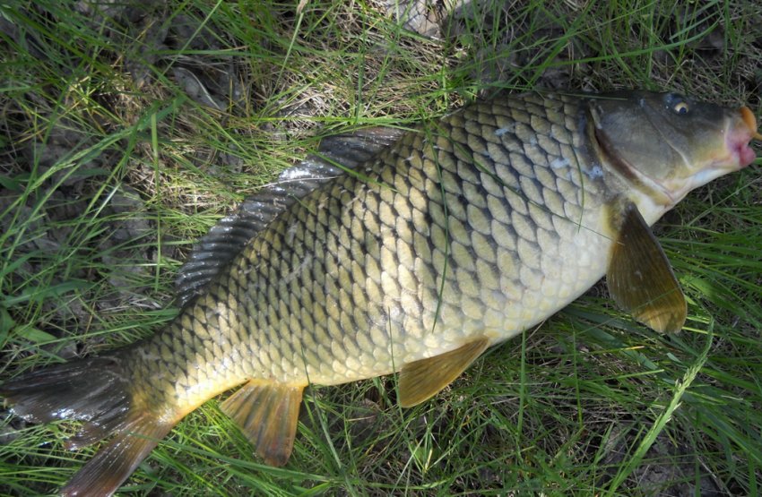 Сазан Сазан