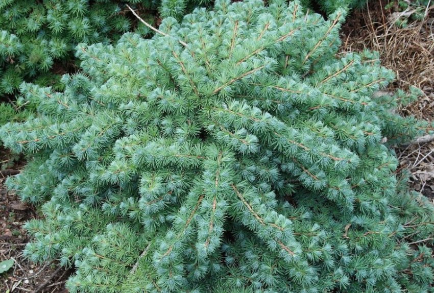 Лиственница Блю Дварф