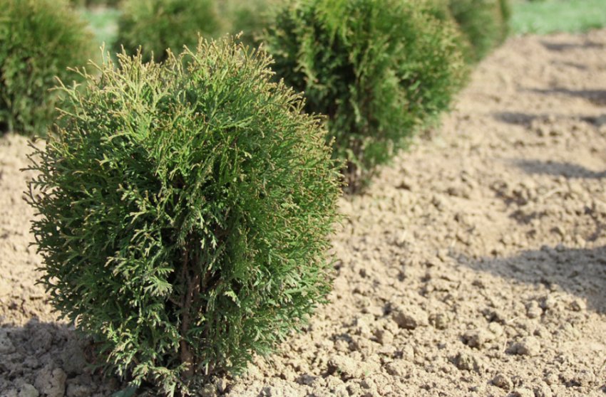 Туя Літл Чемпіон