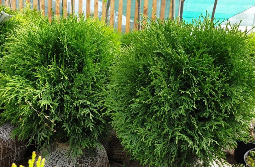 Туя Тіні Тім