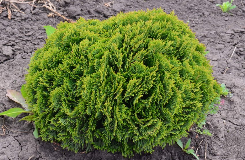 Туя Глобоза Нана