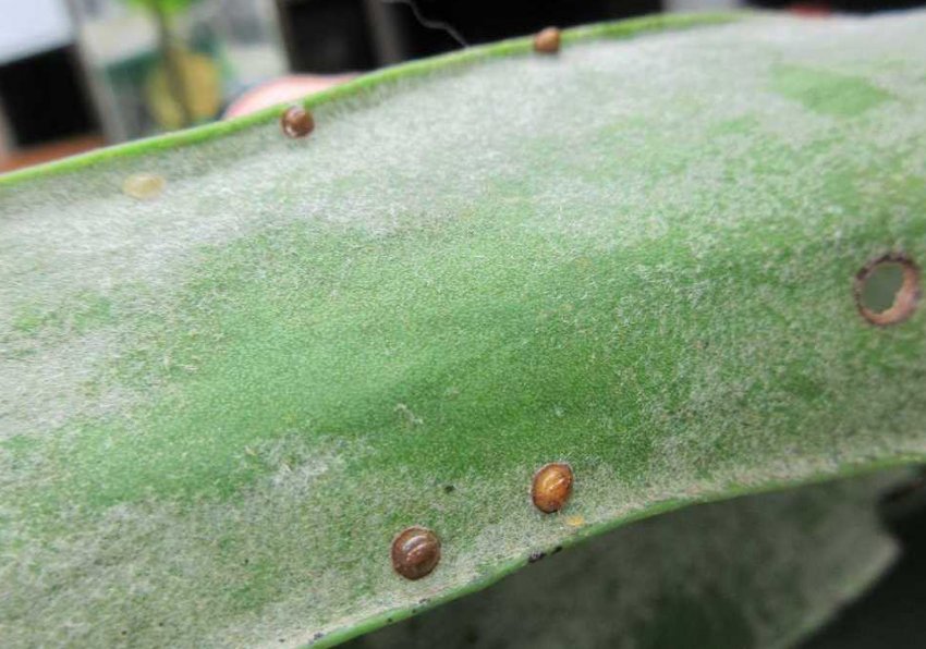 Щитівка Щитівка