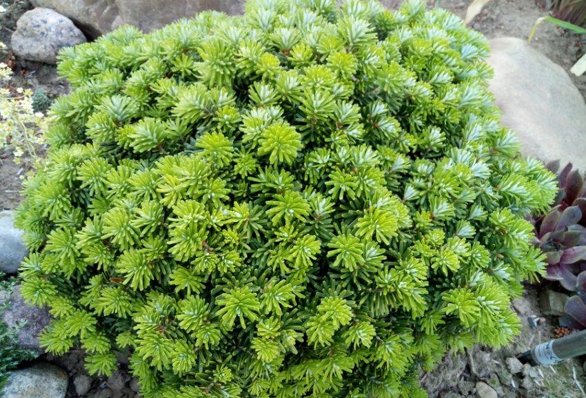 Пихта Брилліант