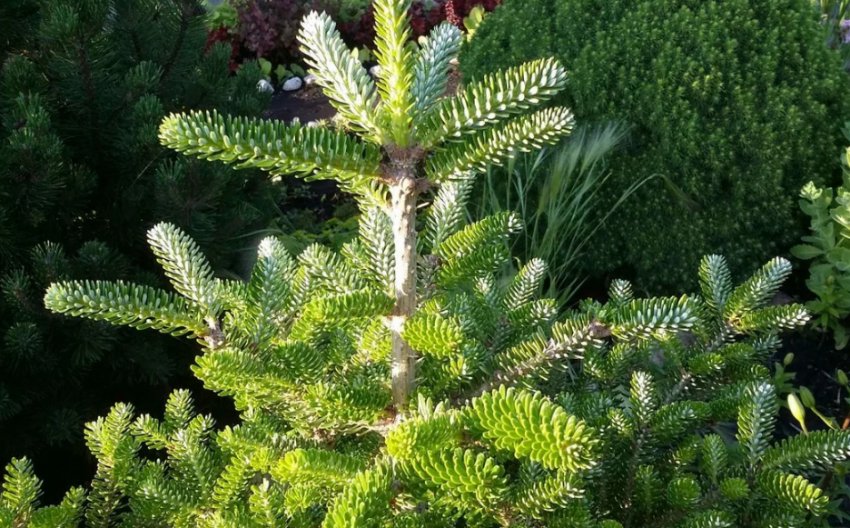 Пихта Моллі