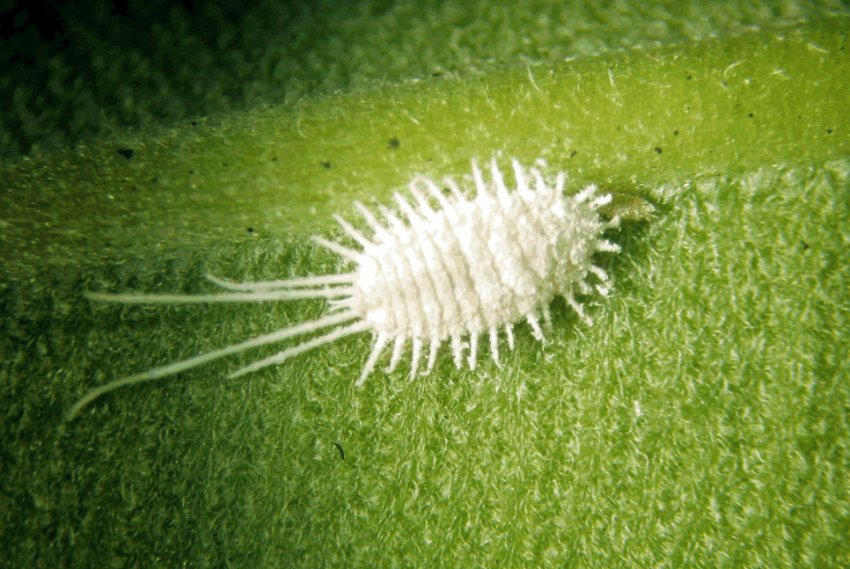 Борошнистий червенец Борошнистий червенец