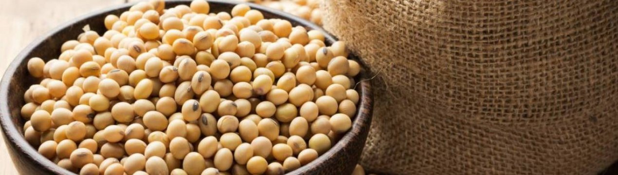 Китайська компанія буде вирощувати сою на землях Далекого Сходу