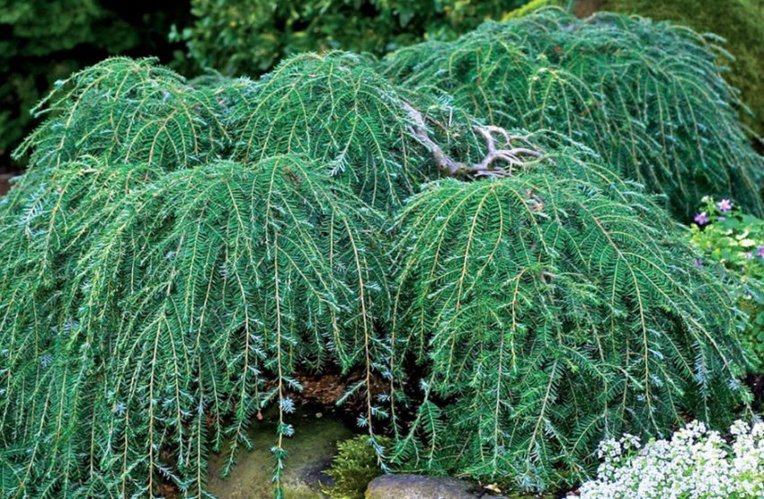 Тсуга Coles Prostrate