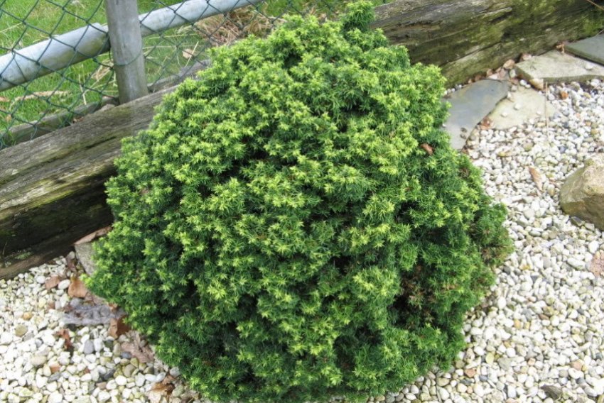 Тсуга Минута