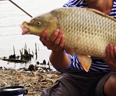 Як ловити сазана на поплавкову вудку