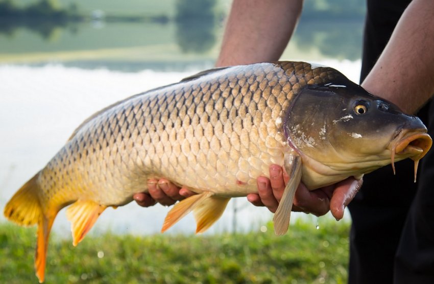 Ловля сазана