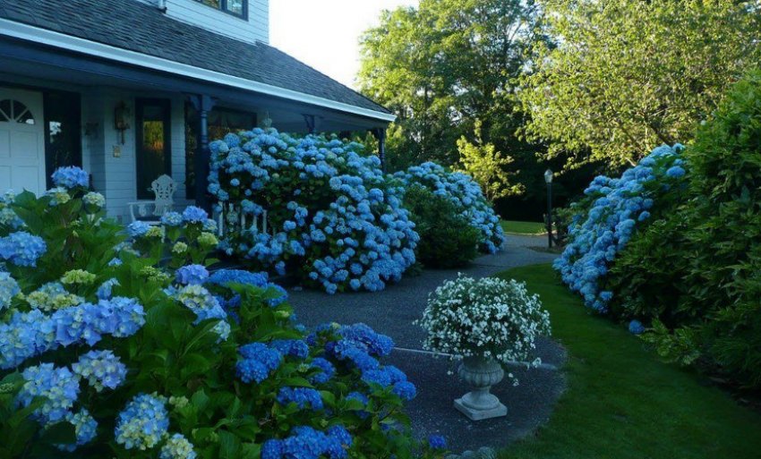 Ландшафтний дизайн в холодній кольоровій гамі Ландшафтний дизайн в холодній кольоровій гамі
