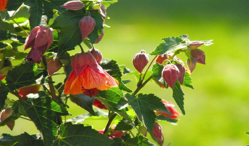 Абутилон Абутилон