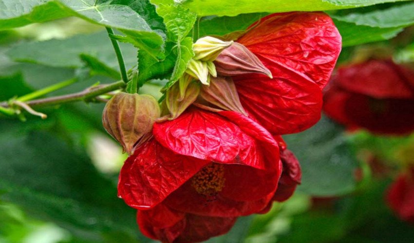 Абутилон Абутилон