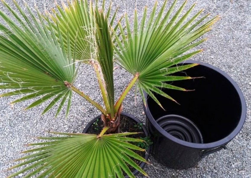 Вашингтония