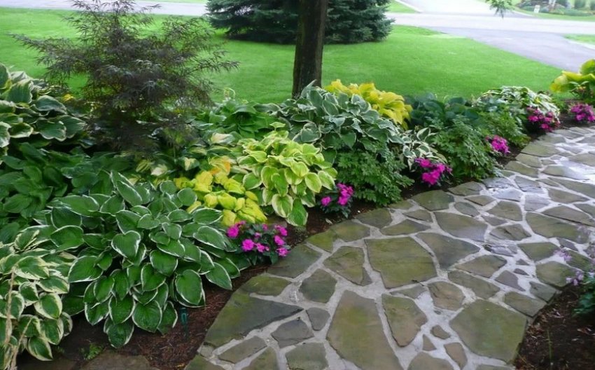 Рослини вздовж доріжки Рослини вздовж доріжки