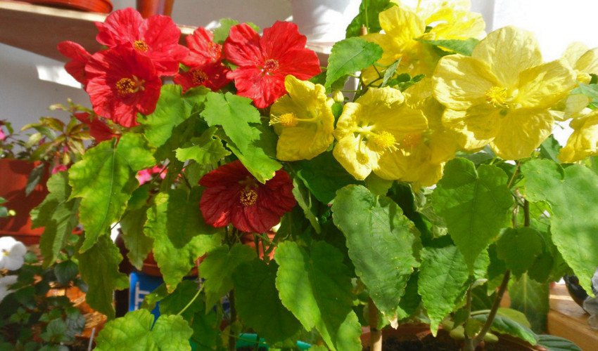 Абутилон Абутилон