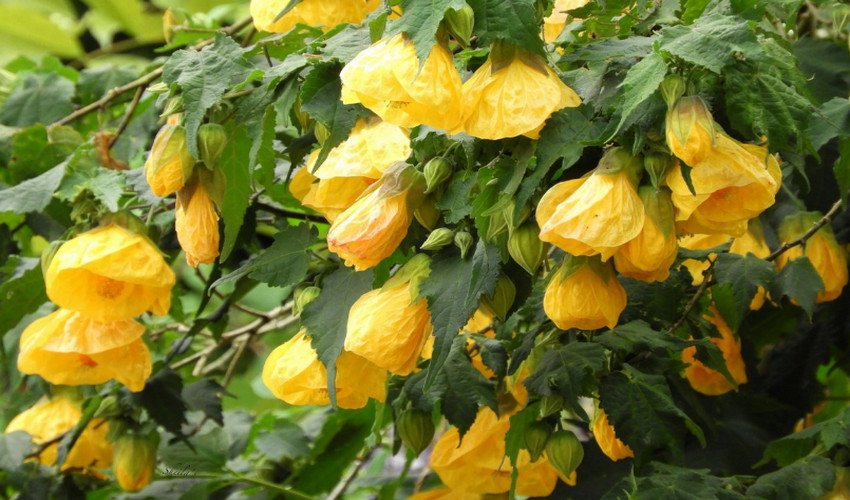 Абутилон Абутилон