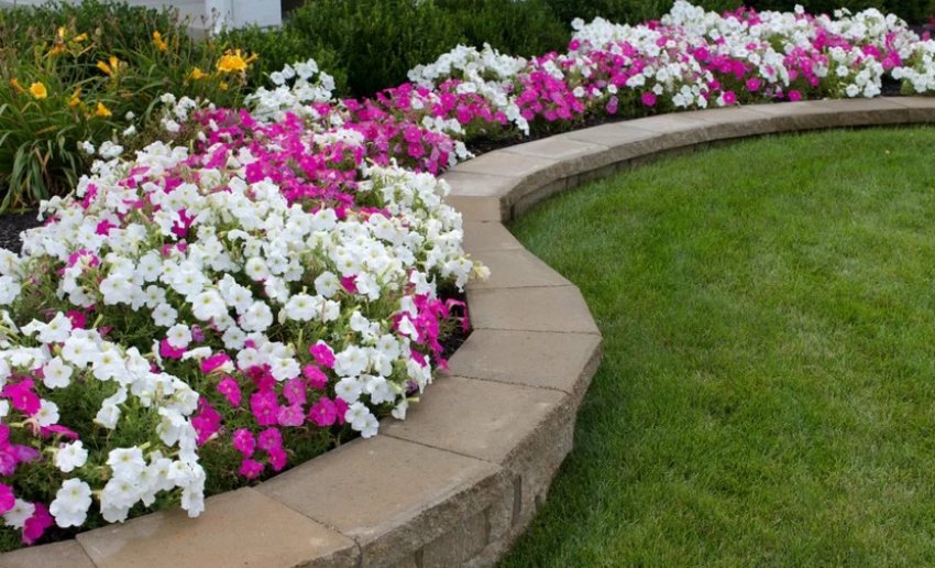 Бордюр з квітів Бордюр з квітів
