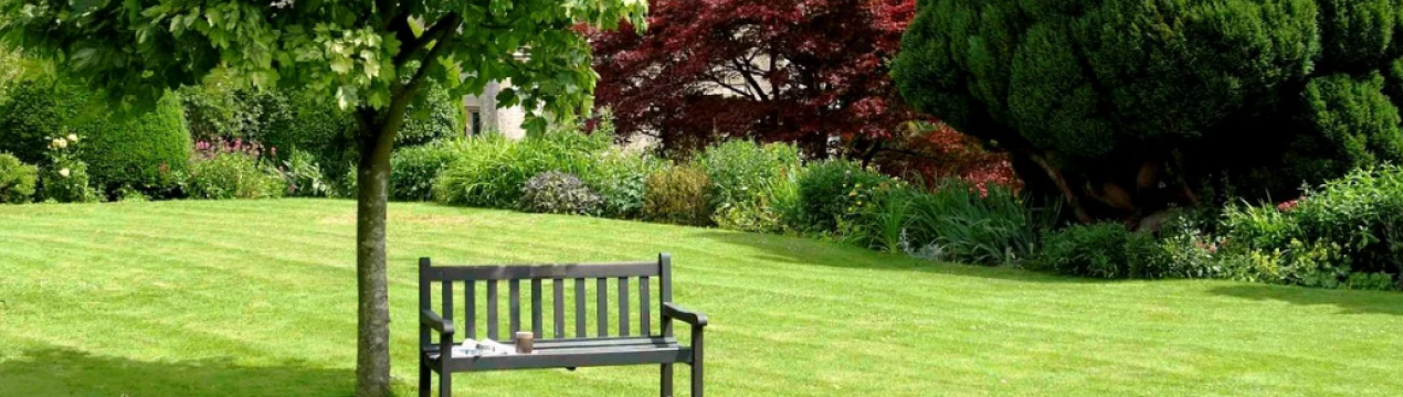 Що таке солітери і особливості їх використання в ландшафтному дизайні