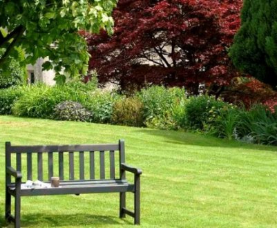 Що таке солітери і особливості їх використання в ландшафтному дизайні