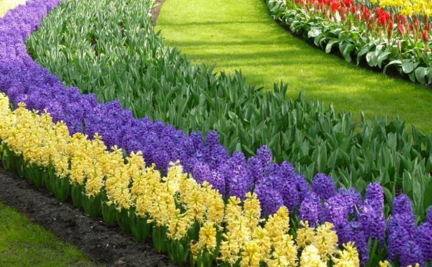 Рабатка у ландшафтному дизайні Рабатка у ландшафтному дизайні