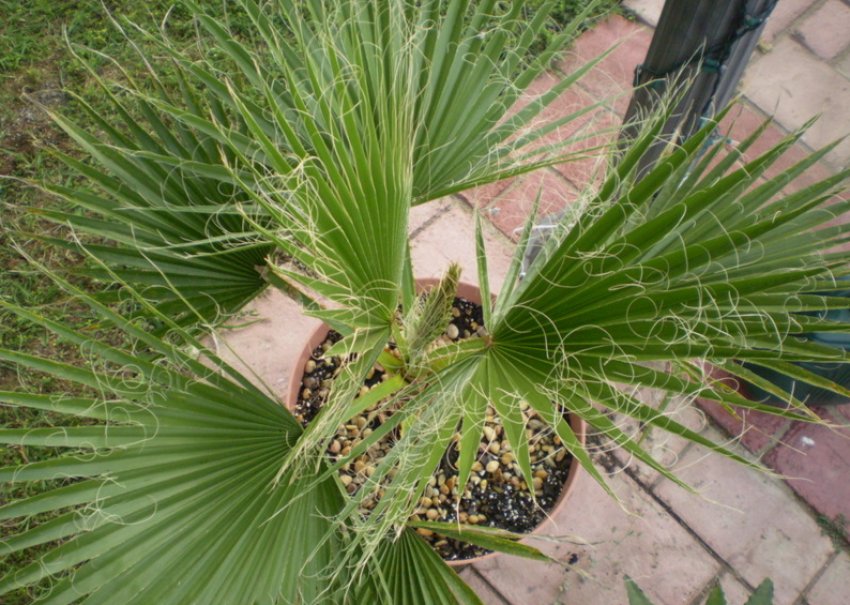 Вашингтония