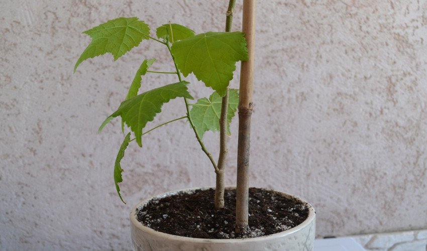 Абутилон Абутилон