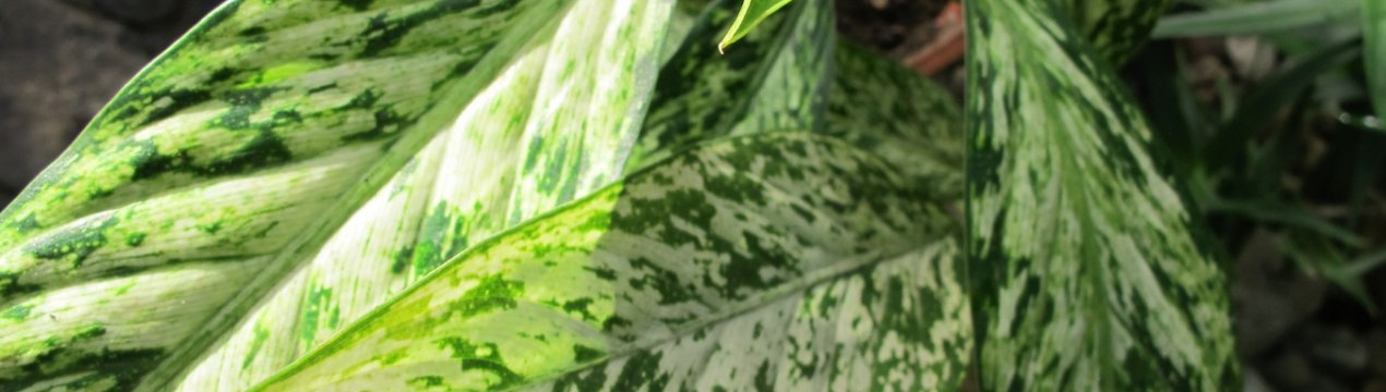 Диффенбахія плямиста: догляд в домашніх умовах