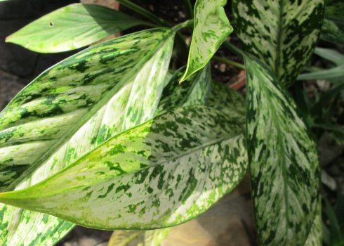 Диффенбахія плямиста: догляд в домашніх умовах