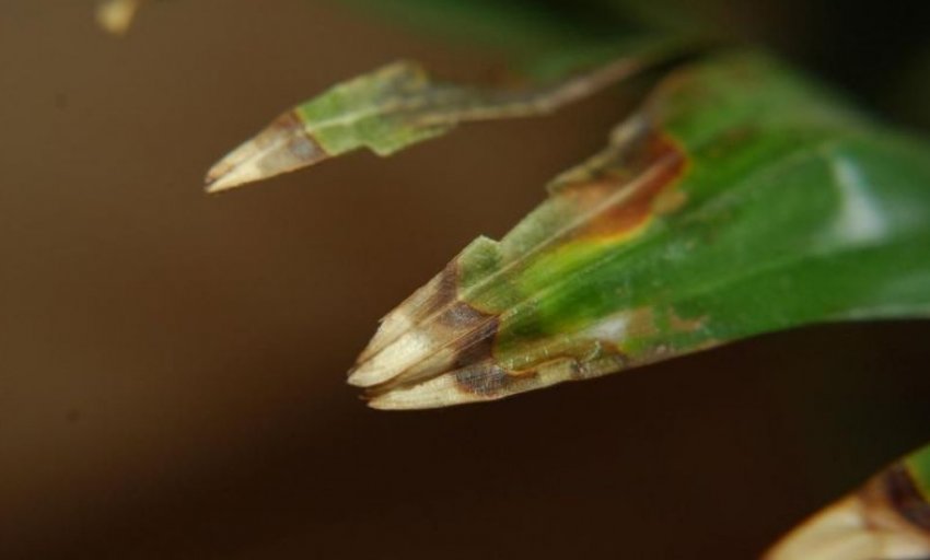 Плямистість на листових пластинках