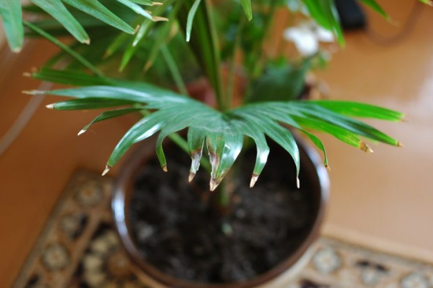 Всихання листя