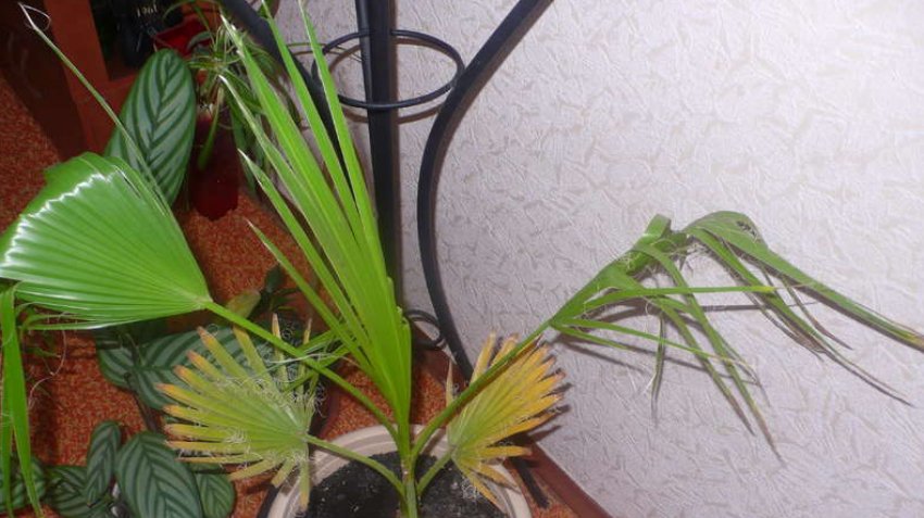 Зміна кольору листя