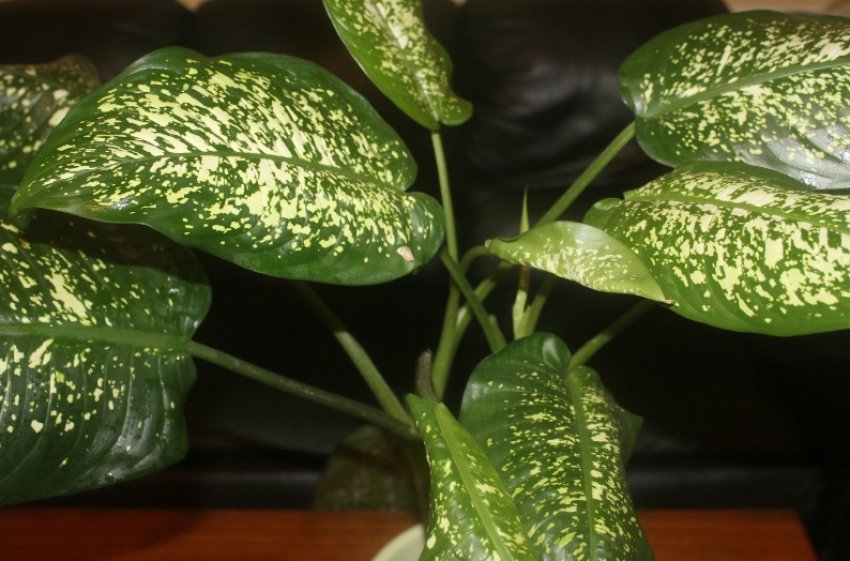 Диффенбахія плямиста Диффенбахія плямиста