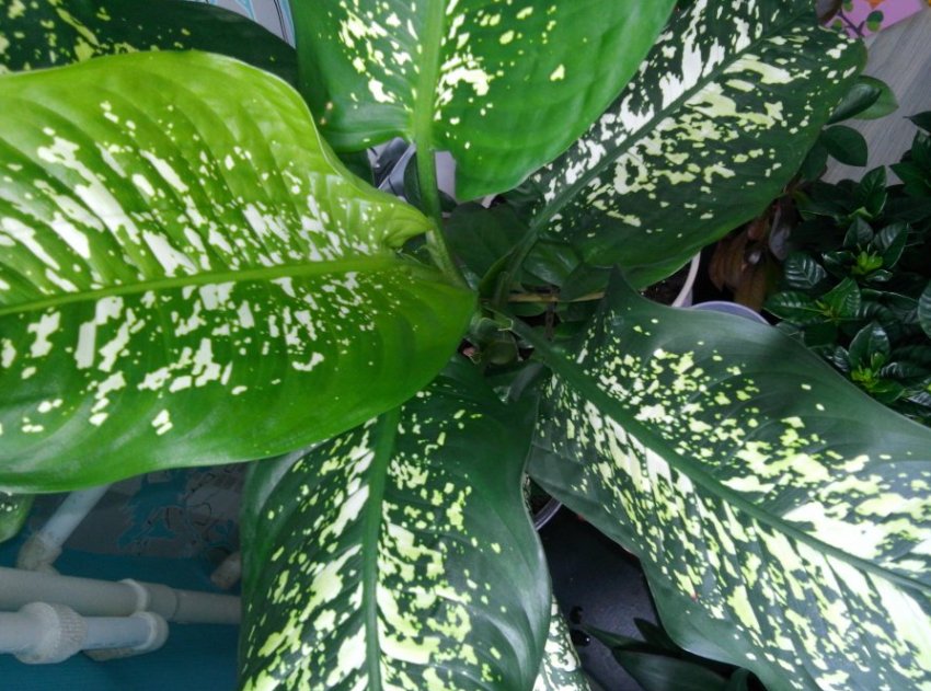 Диффенбахія плямиста Диффенбахія плямиста