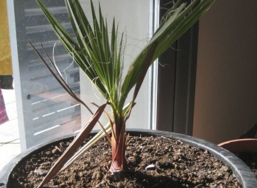 Загнивання коренів