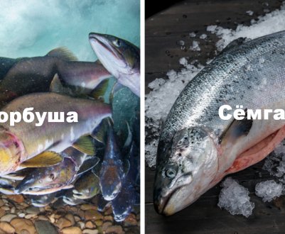 Відмінності сьомги від горбуші